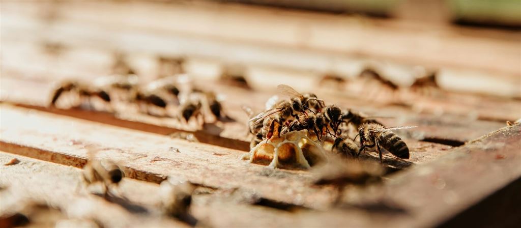 Schade door insecten aan je hekwerk: wat nu?